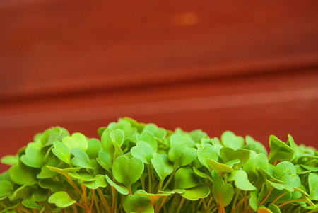 Growing fresh rucola in a potの写真素材
