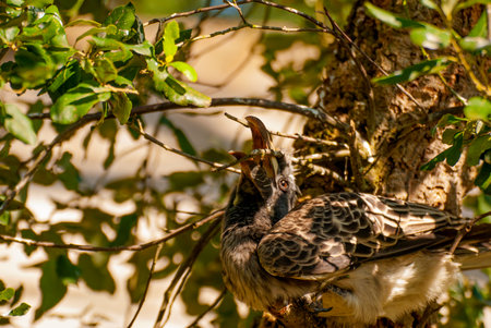 African Grey Hornbill bird (Tockus nasutus)の写真素材