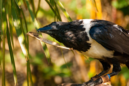 African Pied Crow bird (Corvus albus)の写真素材