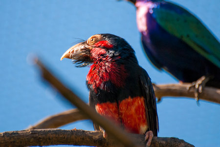 Bearded Barbet bird (Lybius dubius)の写真素材