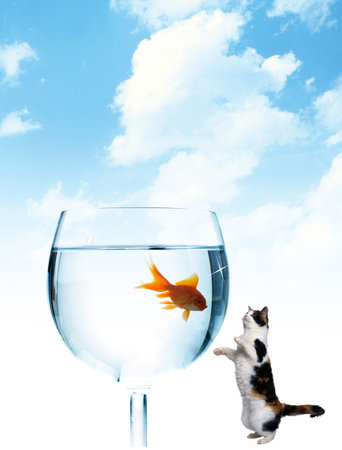 Fish is in the glass and a cat looking at itの写真素材