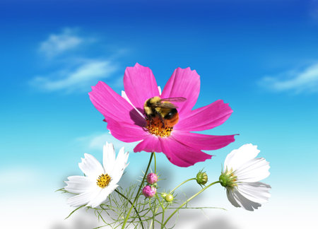 Fresh, summer flowers with a bee on the blue sky backgroundの写真素材