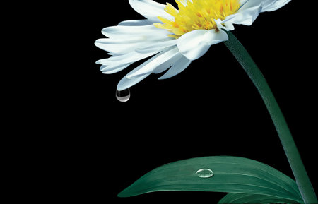 Big nice camomlie on the black backgroundの写真素材