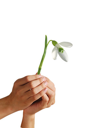 Snowdrop in woman's hand its mean that spring comesの写真素材