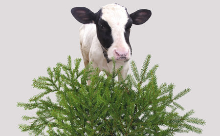 Here you can see nice a calf and a green grassの写真素材