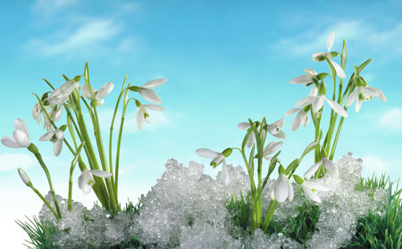 Some small snowdrops and winter for your designの写真素材