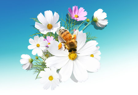 Beautiful camomile on the blue background with a beeの写真素材