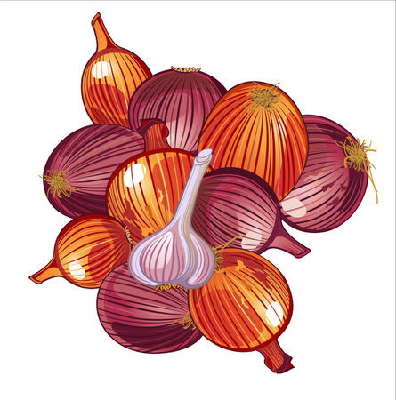 Onion anf garlicのイラスト素材