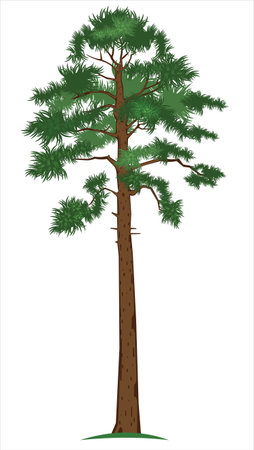 Pine-treeのイラスト素材