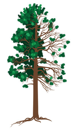 Vector Cedarのイラスト素材