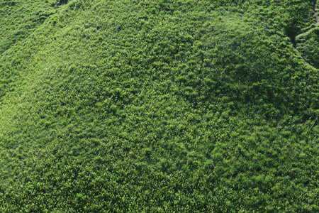 hill covered with fresh grass in daylightの写真素材