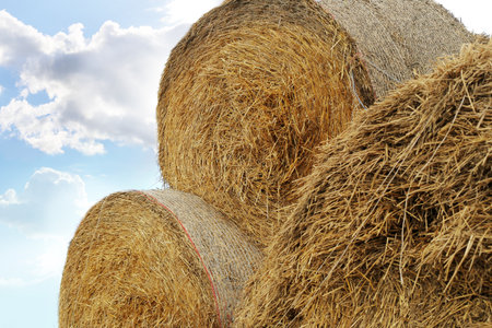 straw roll balesの写真素材