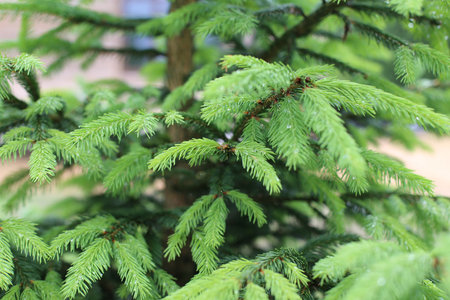 Young pine branch in springの写真素材
