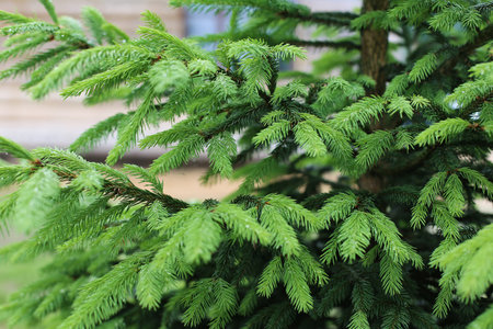Young pine branch in springの写真素材
