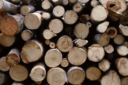 Piled tree trunks closeupの写真素材