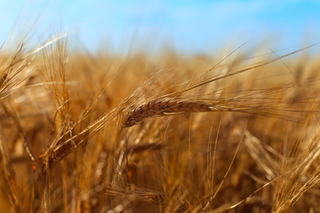 Barley Earsの写真素材