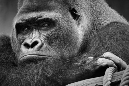 Gorilaの写真素材