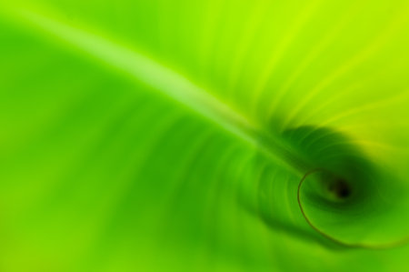 diagonal of a leafの写真素材