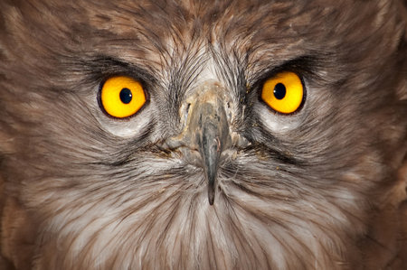 Close up of an eagle toedの写真素材
