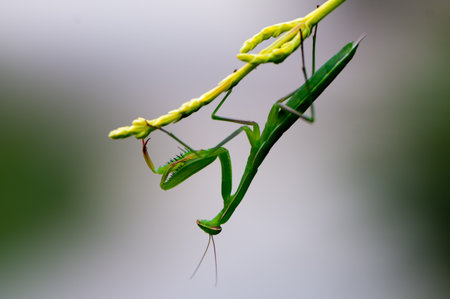 Side view of a praying mantis