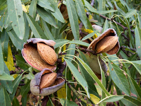 Detail of a fruit almond