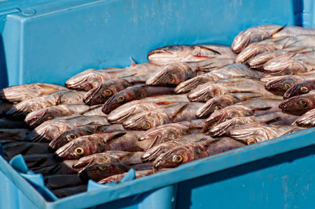 Whiting recently caught downloading on port
