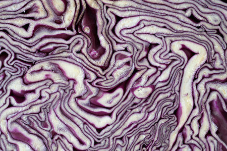 Macro detail of a cabbage