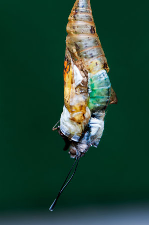Photographs of the birth of a butterfly chrysalis