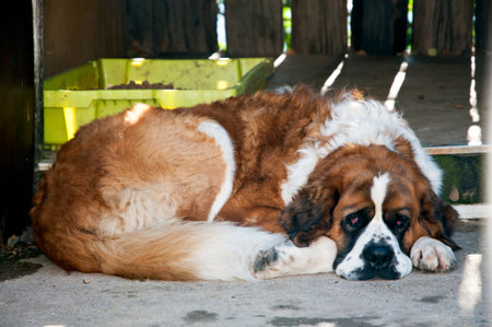 St. Bernard dog on a breakの写真素材
