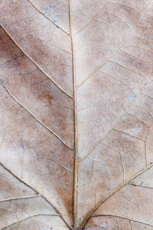 Detail of the veins of a leaf