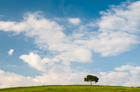 Lone Pine on a hill above a green fieldの写真素材