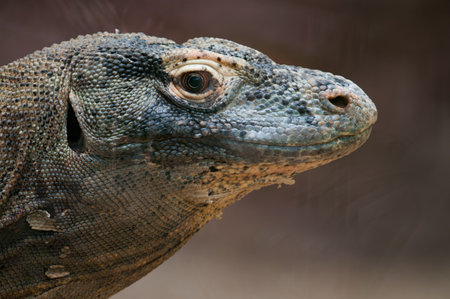 Closeup of a Komodo Dragon skin changing