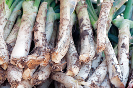 Typical food of catalonia of roasted onionsの写真素材