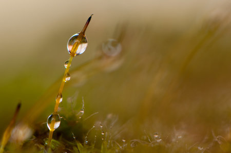 Macro detail of a sporangiumの写真素材