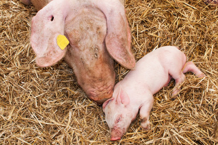Detail of a piglet with her mother