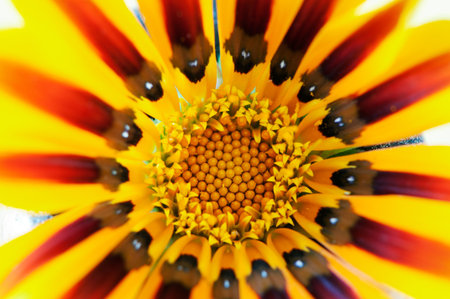 Detail of a yellow daisyの写真素材