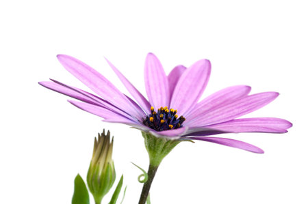 Detail of a pink daisyの写真素材