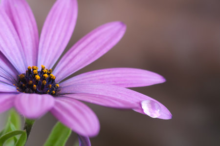 Detail of a pink daisyの写真素材
