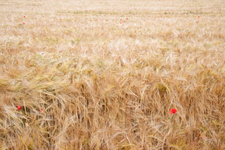Wheat field ready for harvestの写真素材