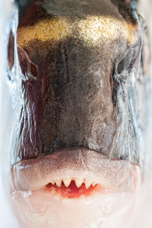 Detailed view of a gilt head fishの写真素材