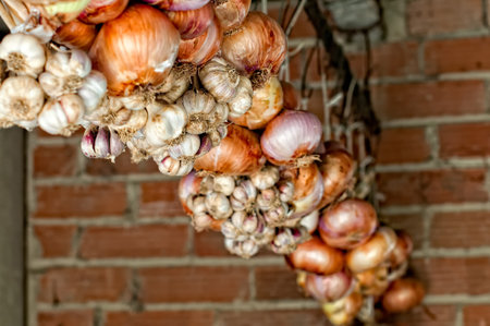 Garlic and onions freshly cut and dryingの写真素材