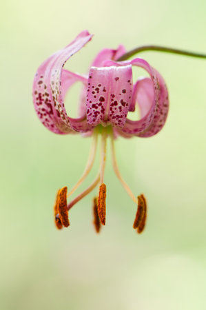 Detail of a Lilium martagonの写真素材
