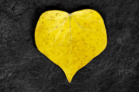 Yellow leaf with heart shape on bedrock