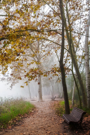 General view of a park in autumnの写真素材