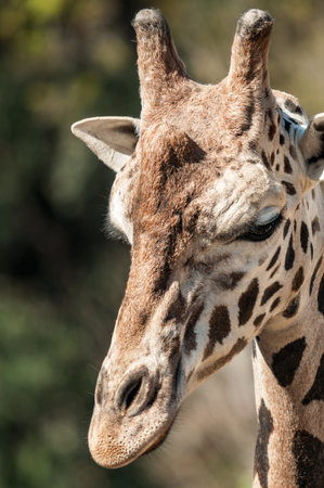 Portrait of a giraffe while restingの写真素材