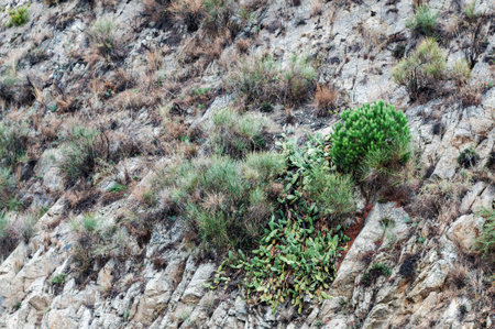 Details of the types of flora Mediterraneanの写真素材