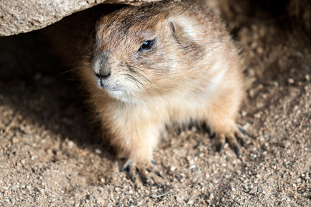 Detail of a prairie dog