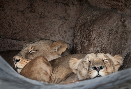 Overview of the lionesses restingの写真素材