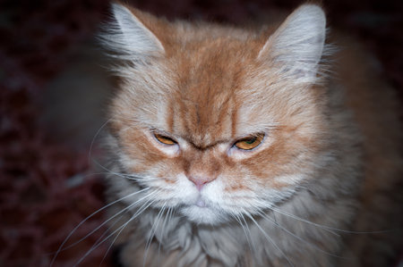 close up picture of a red persian cat