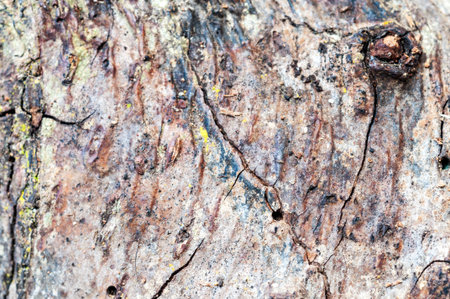 Macro detail of a piece of rotten wood